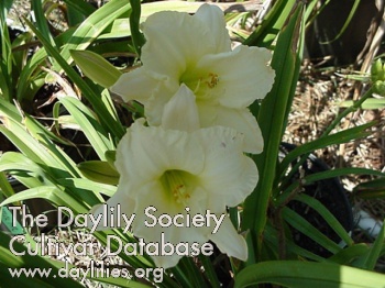 Daylily Flora Ann Dotson